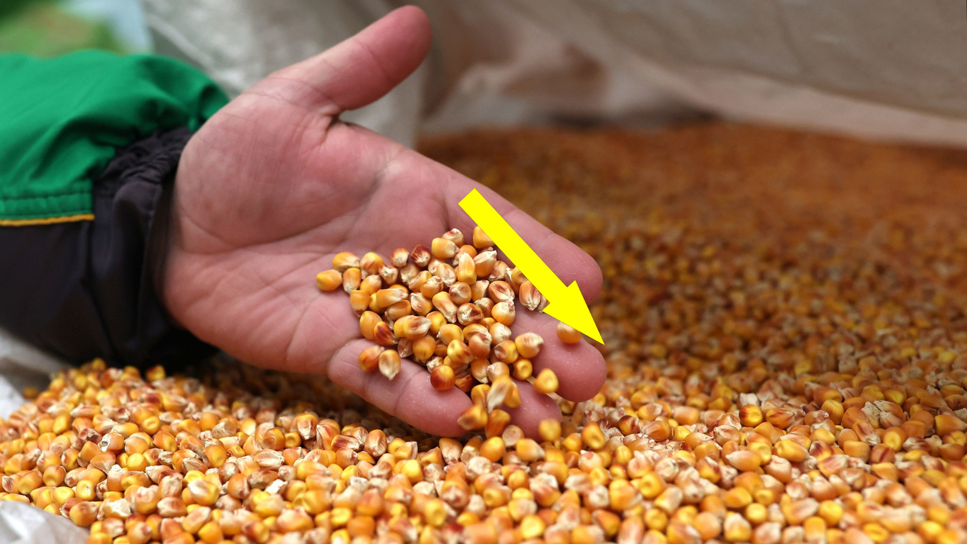 Отечественные семена против зарубежных ГМО