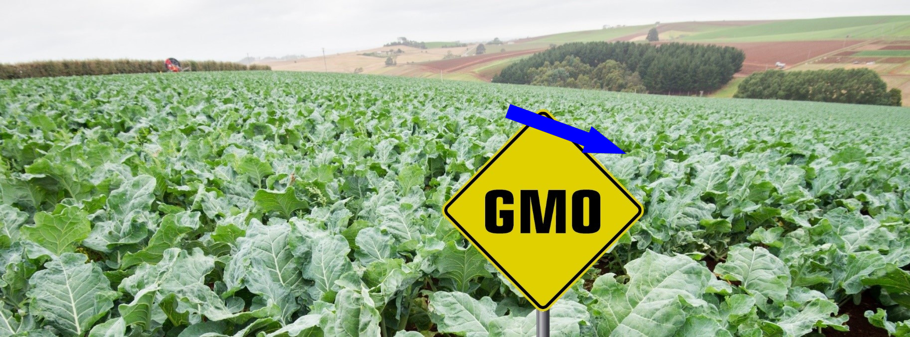 Семена для будущего: как Россия преодолевает зависимость от ГМО